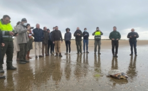 6 tortugas rescatadas por pescadores vuelven al mar