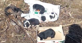 Tiran al agua 6 cachorros de perro en bolsas de plástico en Lepe