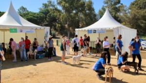 La Feria Provincial de adopción de animales se celebra este domingo en el Foro