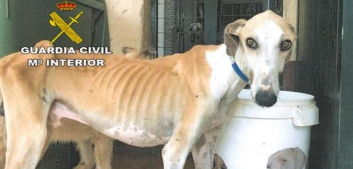 Tres meses y un día de prisión por tener a su perra herida y desnutrida