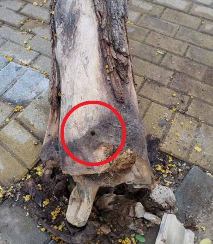 Lepe investiga la caída de un árbol en la plaza de Los Limoneros