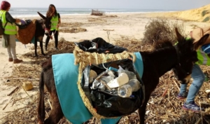 Burritos limpiacostas luchan contra la basuraleza en las playas de Doñana