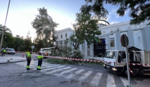 Un árbol cae sobre un coche con el conductor en su interior en Huelva