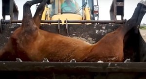 Opinión: La Romería de El Rocío, calvario y camposanto de los animales