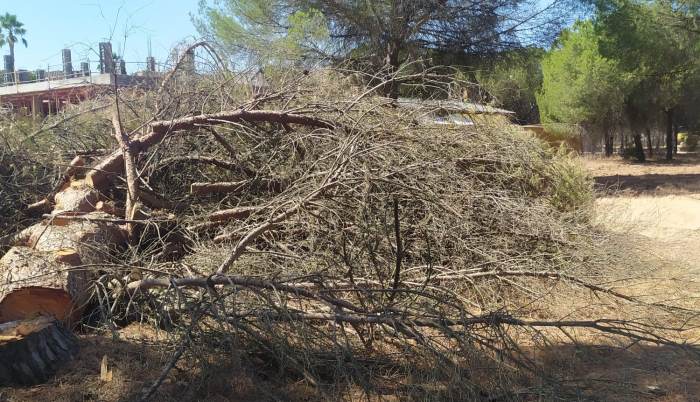 Vecinos denuncian la "tala masiva" de pinos en La Monacilla y Corrales