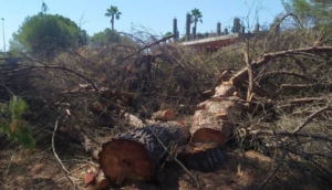 Vecinos denuncian la "tala masiva" de pinos en La Monacilla y Corrales