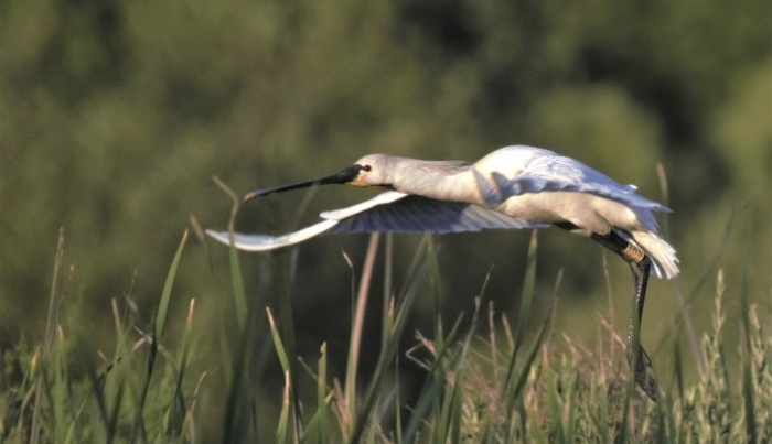 La espátula regresa a la Laguna Primera de Palos tras 60 años