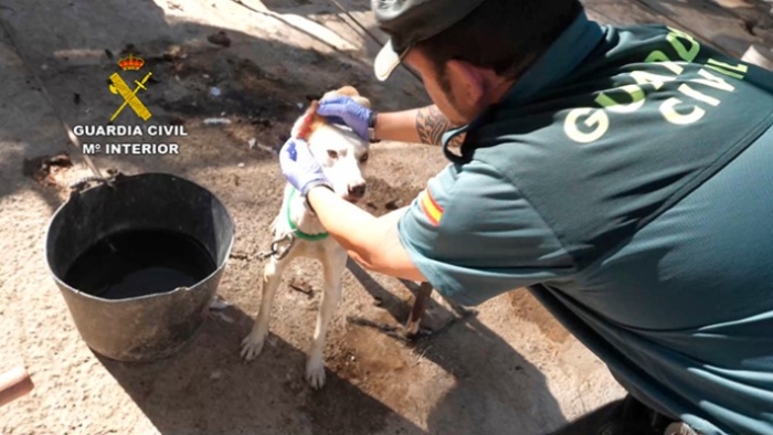 El lamentable estado de los perros de una rehala en Manzanilla