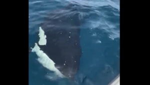 Vídeo: El encuentro con orcas de dos pescadores en Mazagón