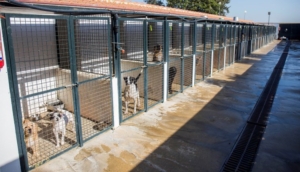 34 perros y dos gatos abandonados encuentran un nuevo hogar en Huelva