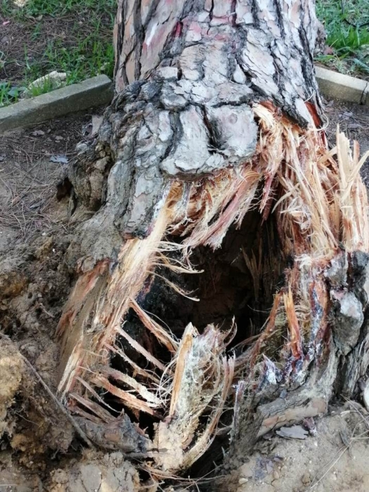 Este pino del parque público de Mazagón se tronchó de repente en la tarde de este jueves y estuvo a punto de causar una tragedia