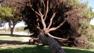 La caída de un pino en Mazagón que pudo ser una tragedia