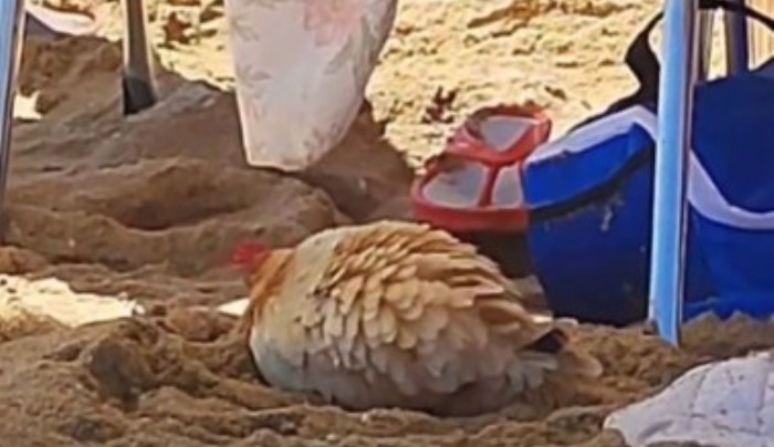 Vídeo: A la playa en La Antilla... ¡con una gallina!