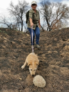 Conoce a 'Willow', el perrito que rescata erizos afectados por los incendios