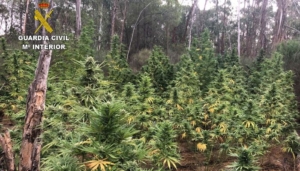 Dos detenidos tras desmantelar una plantación de marihuana en Villablanca