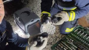 Bomberos salvan a tres gatitos atrapados en el motor de un coche en Lepe