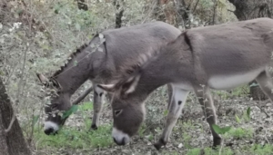 Los burros bomberos de Doñana se ponen en marcha