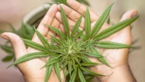 conoce-beneficios-cultivar-cannabis-sativa