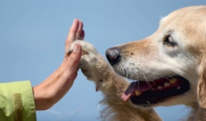 'Ellos nos dan la vida...': exposición fotográfica y charlas de protección animal en Lepe