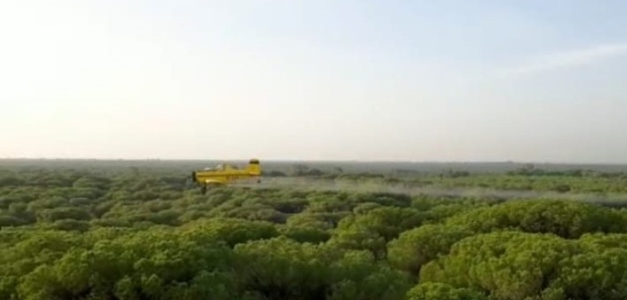 Tratamiento aéreo contra la procesionaria en 6.800 hectáreas de la provincia
