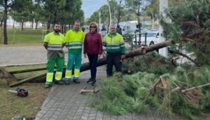 pinos caídos viento