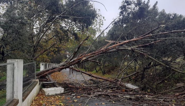 El temporal derriba un árbol de grandes dimensiones en Zalamea