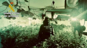 Dos detenidos tras desmantelar una plantación de marihuana en Villalba
