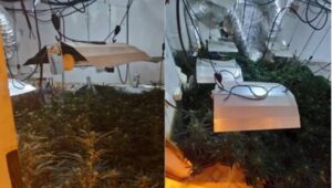 Cuatro detenidos en Huelva tras desmantelar tres plantaciones de marihuana en viviendas