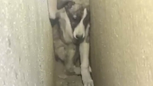 Bomberos rescatan a un cachorro atrapado entre dos paredes en Cartaya