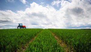 Cepsa y CSIC investigarán la plantación de cultivos para producir biocombustibles 2G