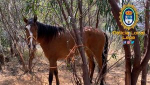 La Policía Local de Lepe recupera dos caballos robados