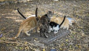 Huelva pone en marcha un nuevo protocolo para el control de gatos callejeros colonia felina punta umbría