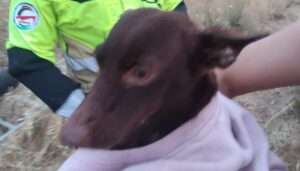 Bomberos rescatan a un perro que se había caído a un pozo en Villablanca