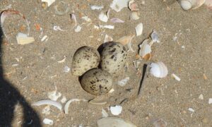 Una exposición muestra en Punta Umbría la importancia de proteger los nidos de aves en las playas