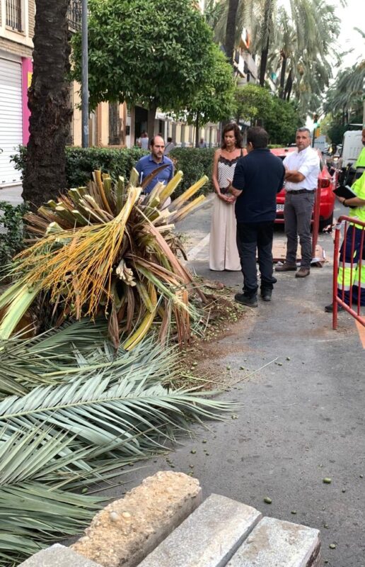 Dos palmeras se desploman en el Paseo Independencia de Huelva