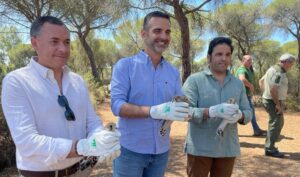 Tres cernícalos son liberados tras ser recuperados en Marismas del Odiel