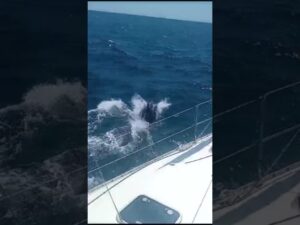 Vídeo: Espectacular banco de delfines en la costa de Mazagón