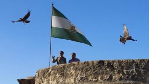 Niebla acoge la suelta de dos milanos negros y un ratonero rehabilitados en Marismas del Odiel