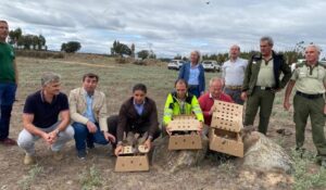 Suelta de perdices silvestres en Santa Olalla para la supervivencia de águilas imperiales