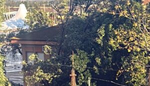 Clausuradas dos aulas del colegio JJ Rebollo de San Juan por la caída de un árbol