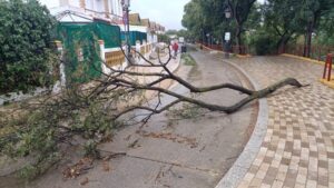 Cae una gran rama de un árbol en el Barrio Obrero