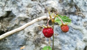 Un sistema ‘inteligente’ para predecir la producción semanal de fresas