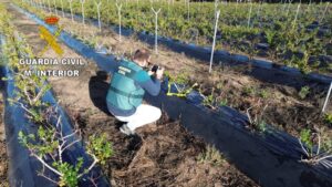 Tres investigados por vender moras robadas en el Mercado del Carmen de Huelva capital