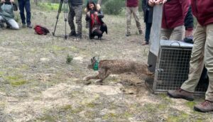 Los linces ibéricos ‘Flecha’ y ‘Tirene’ regresan a su hábitat en Doñana