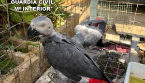 La Guardia Civil recupera dos loros de cola roja en peligro de extinción en una tienda de Mazagón