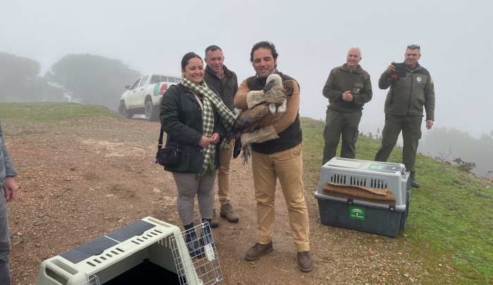 Suelta de tres buitres leonados en los montes de El Mustio