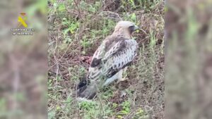 Vídeo: La Guardia Civil rescata a un águila calzada malherida en Cartaya