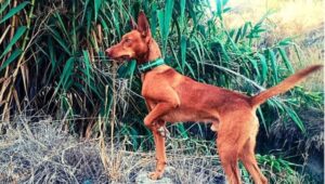 La Copa de Andalucía de Podenco Andaluz, Maneto y Orito Español, en Punta Umbría