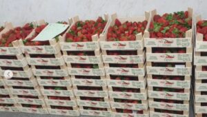 La Policía Local interviene 87 cajas de fresas para la venta ambulante en Huelva