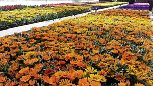 Diputación ofrece a los ayuntamientos 17.000 ejemplares de plantas de temporada